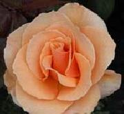 Realistic Orange Rose unknow artist